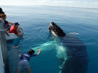 Put yourself in this picture - swim with the whales